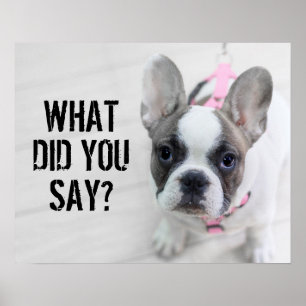 Sassy French Bulldog Poster