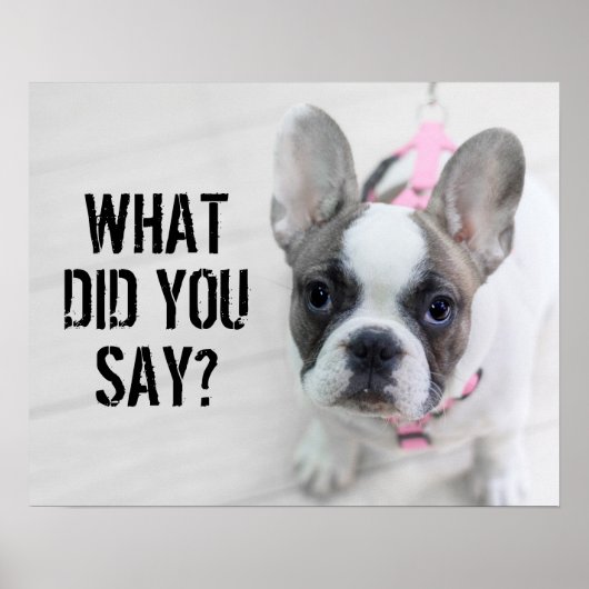 Sassy French Bulldog Poster (Voorkant)