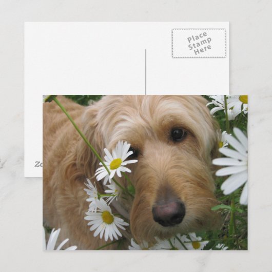 Sassy Girl Briefkaart (Voorkant / Achterkant)