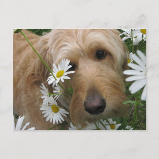 Sassy Girl Briefkaart