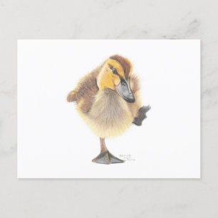 Sassy New Zealand Grey Ducking Post Card Briefkaart