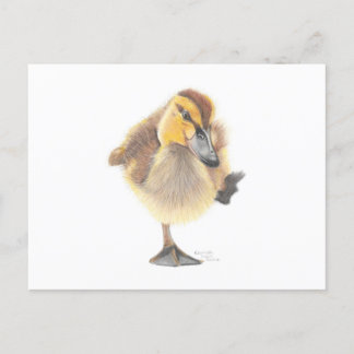 Sassy New Zealand Grey Ducking Post Card Briefkaart