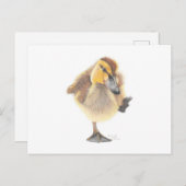 Sassy New Zealand Grey Ducking Post Card Briefkaart (Voorkant / Achterkant)