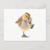 Sassy New Zealand Grey Ducking Post Card Briefkaart (Voorkant)