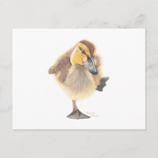 Sassy New Zealand Grey Ducking Post Card Briefkaart (Voorkant)