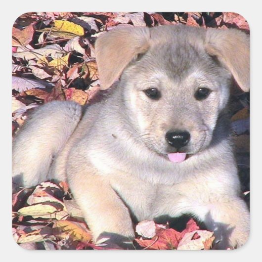 Sassy puppy in bladeren vierkante sticker (Voorkant)