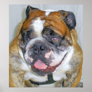 Sassydog de Bulldog Poster