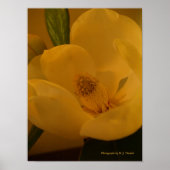 Sateen Magnolia Poster (Voorkant)