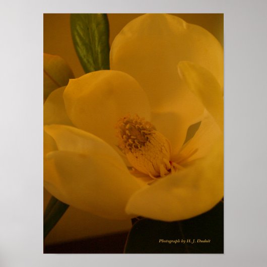 Sateen Magnolia Poster (Voorkant)