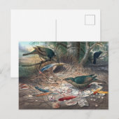 Satin Bower-Bird door Joseph Wolf Briefkaart (Voorkant / Achterkant)