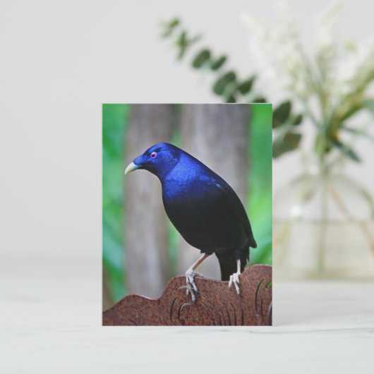 Satin bowerbird briefkaart (Staand voorkant)