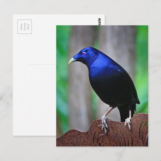 Satin bowerbird briefkaart (Voorkant / Achterkant)