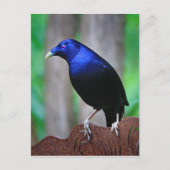 Satin bowerbird briefkaart (Voorkant)