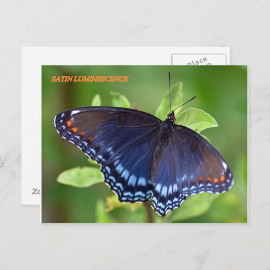 SATIN LUMINESCENCE BRIEFKAART (Voorkant / Achterkant)