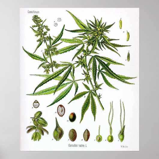 Sativa Plant  Botany Tekening Poster (Voorkant)
