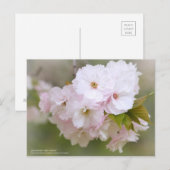 Satzakura"Sho-getsu":Briefkaart Briefkaart (Voorkant / Achterkant)