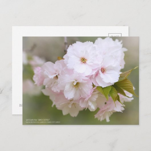 Satzakura"Sho-getsu":Briefkaart Briefkaart (Voorkant / Achterkant)