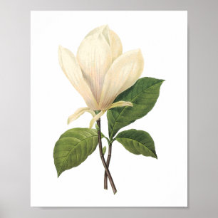 saucer magnolia (Magnolia soulangiana) van Redouté Poster