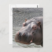 Saucy Hippo! Briefkaart (Voorkant / Achterkant)
