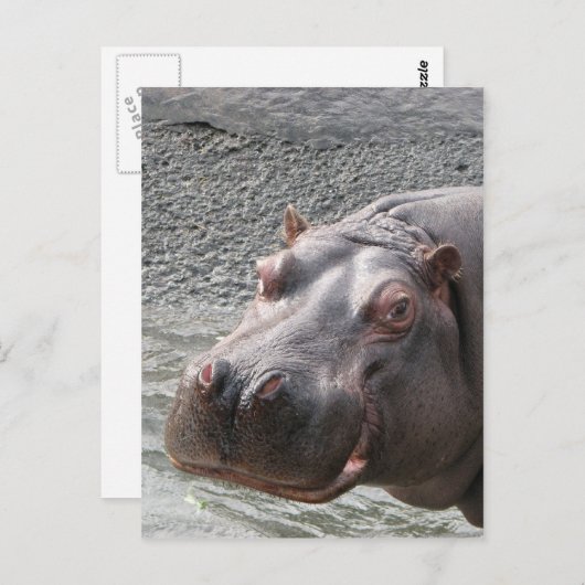 Saucy Hippo! Briefkaart (Voorkant / Achterkant)