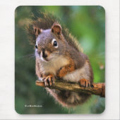 Saucy Red Squirrel in de koortsboom Muismat (Voorkant)