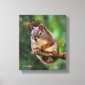 Saucy Red Squirrel in Fir Canvas Afdruk (Voorkant)