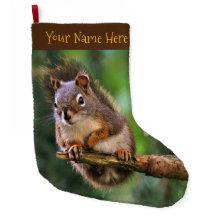 Saucy Red Squirrel in Fir