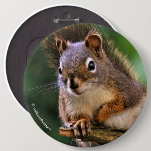 Saucy Red Squirrel in Fir Ronde Button 6,0 Cm