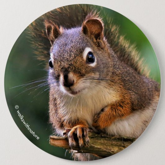 Saucy Red Squirrel in Fir Ronde Button 6,0 Cm (Voorkant)