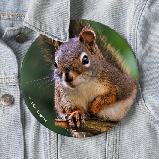 Saucy Red Squirrel in Fir Ronde Button 6,0 Cm (In situ)