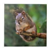 Saucy Red Squirrel in Fir Tegeltje (Voorkant)