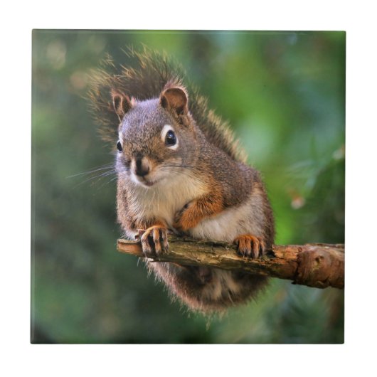 Saucy Red Squirrel in Fir Tegeltje (Voorkant)