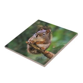 Saucy Red Squirrel in Fir Tegeltje