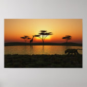 Savanna Sunset Poster (Voorkant)