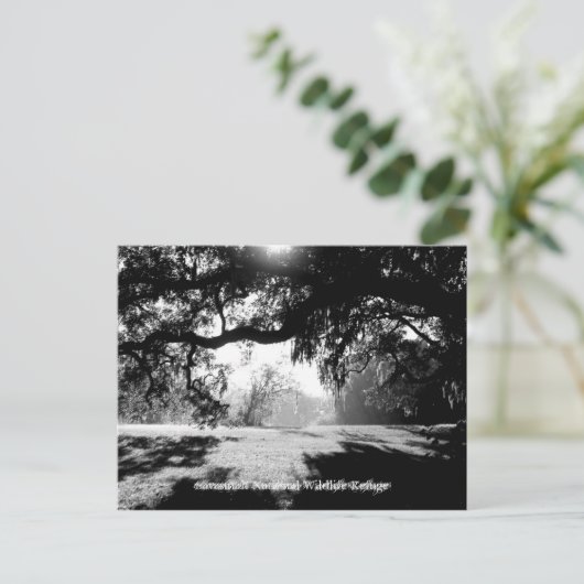 Savannah Briefkaart (Staand voorkant)