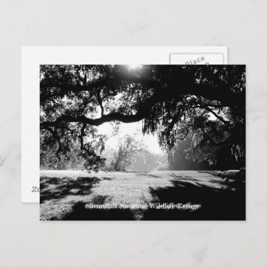 Savannah Briefkaart (Voorkant / Achterkant)