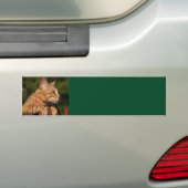 Savannah Cat Background Bumpersticker (Op auto)