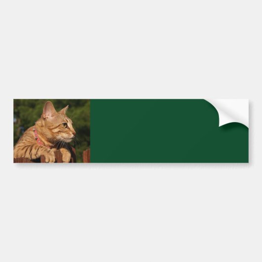 Savannah Cat Background Bumpersticker (Voorkant)