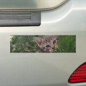 Savannah Cat Background Bumpersticker (Op auto)