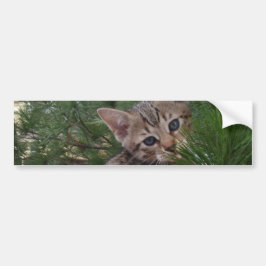 Savannah Cat Background Bumpersticker