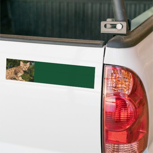 Savannah Cat Background Bumpersticker (Op Truck)