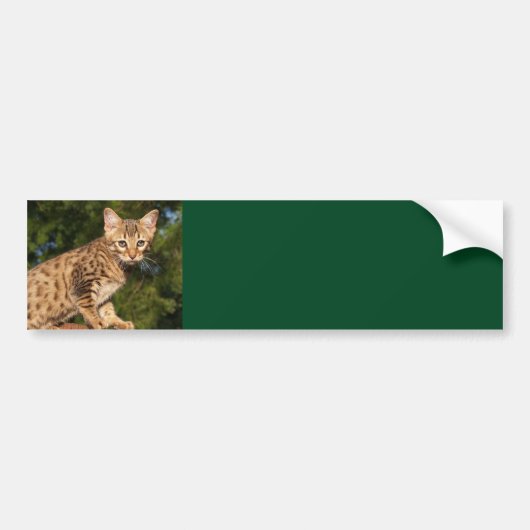 Savannah Cat Background Bumpersticker (Voorkant)