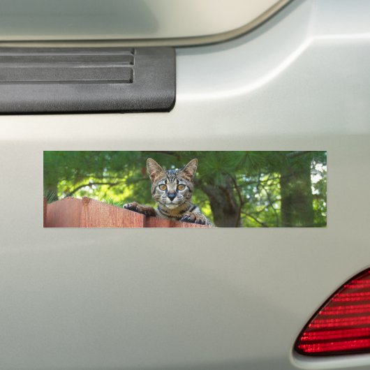 Savannah Cat Background Bumpersticker (Op auto)