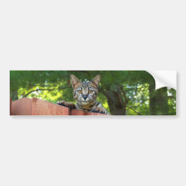 Savannah Cat Background Bumpersticker