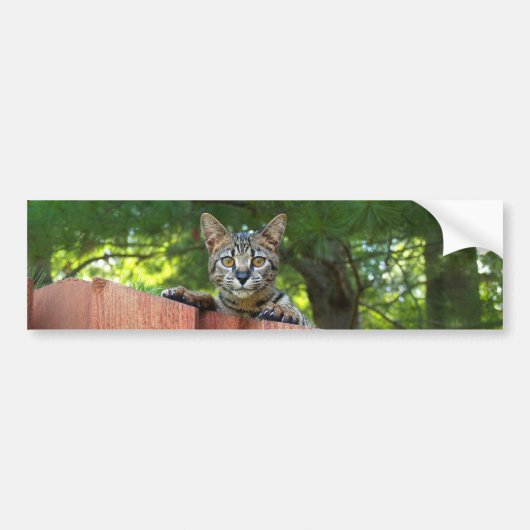 Savannah Cat Background Bumpersticker (Voorkant)