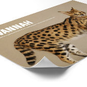 Savannah Cat Breed Poster (Hoek)