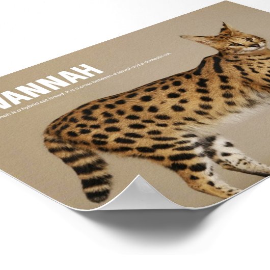 Savannah Cat Breed Poster (Hoek)