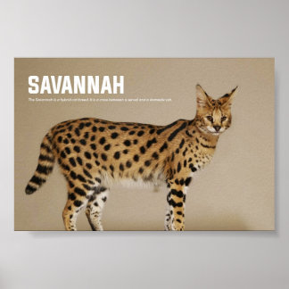 Savannah Cat Breed Poster