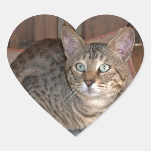Savannah Cat Heart Sticker (Voorkant)