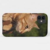 Savannah Cat iPhone 5 Hoesje-Mate Barely daar Case-Mate iPhone Case (Achterkant (horizontaal))